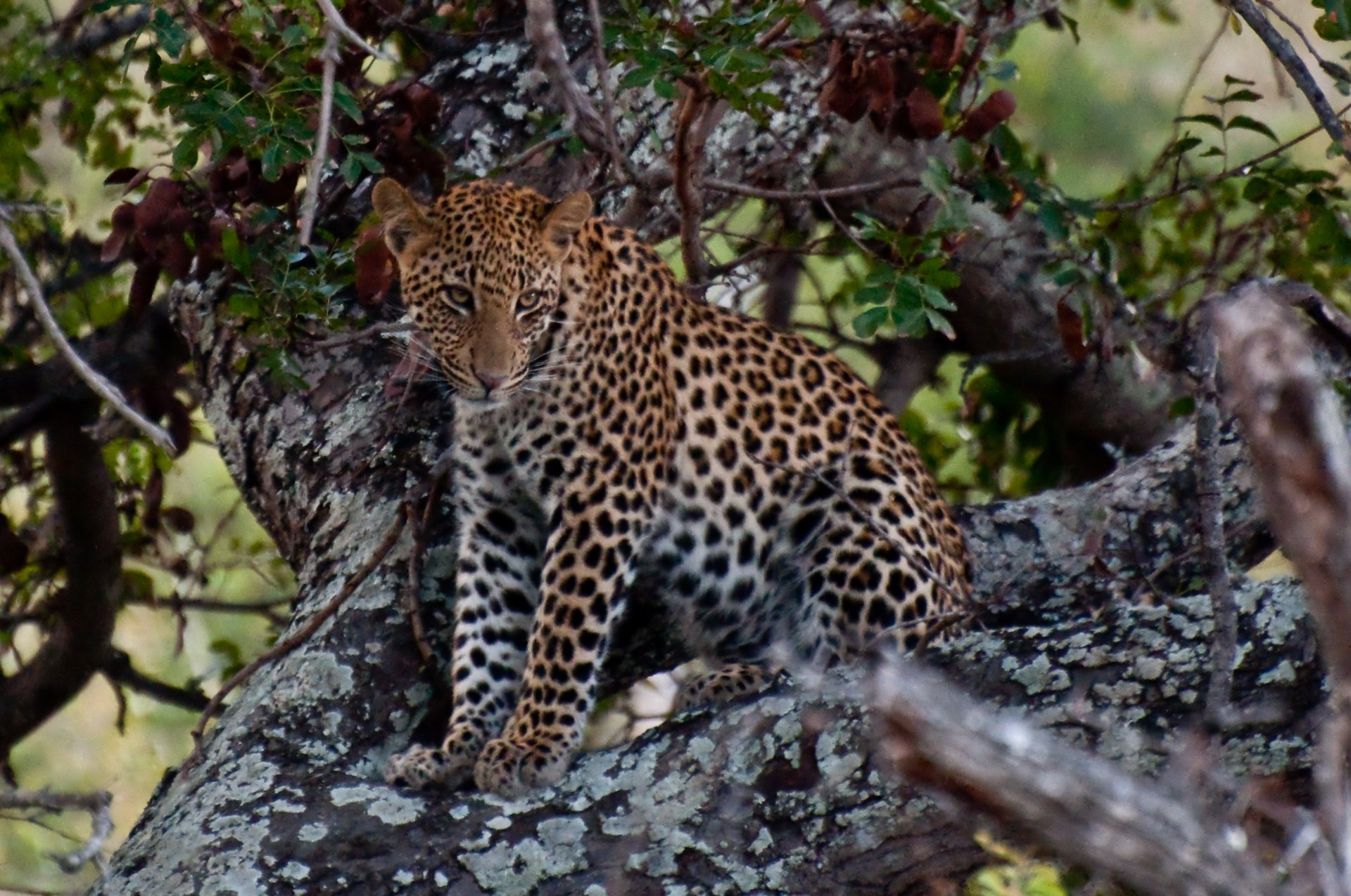 Kruger park. Фотограф Лара Кучина