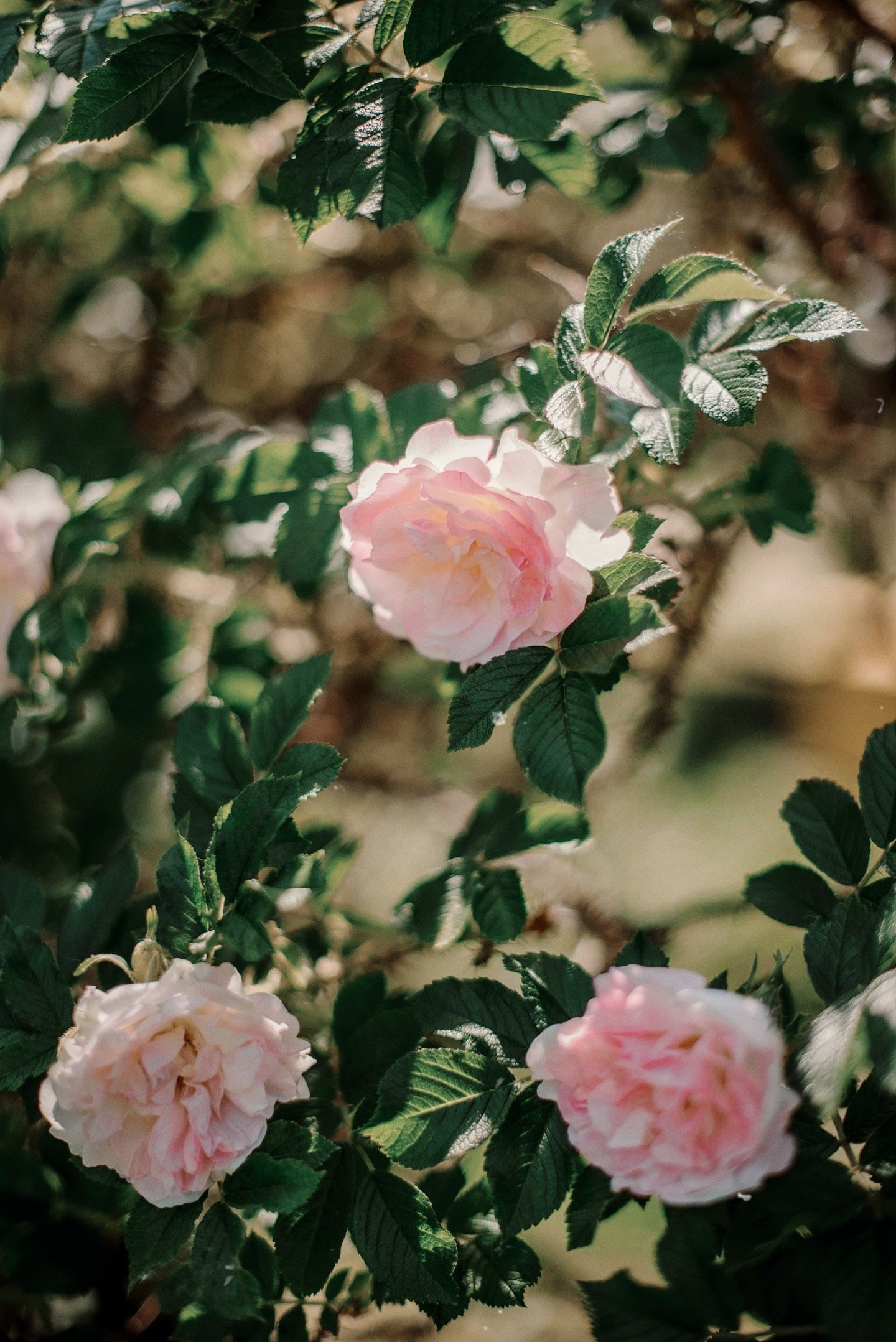 Свадебный и семейный фотограф РИТА БОЧКАРЁВА