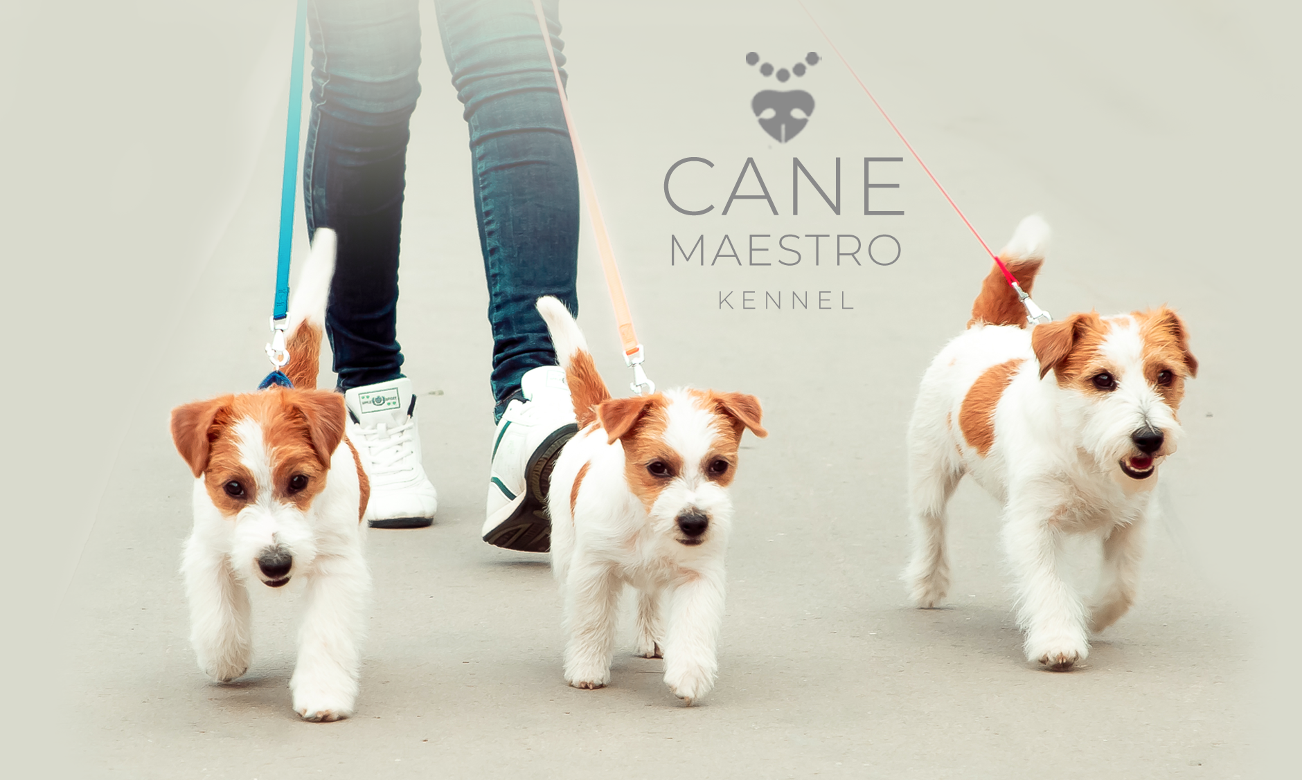 CANE MAESTRO — kennel Jack Russell Terrier