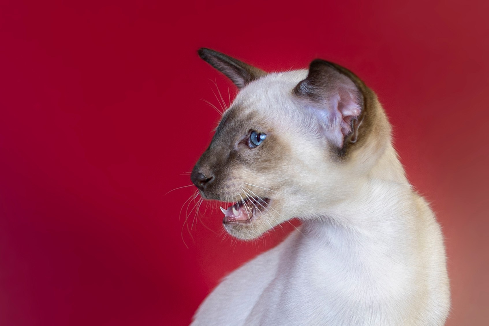 Фотограф анималист в Санкт-Петербурге Таша Крейв