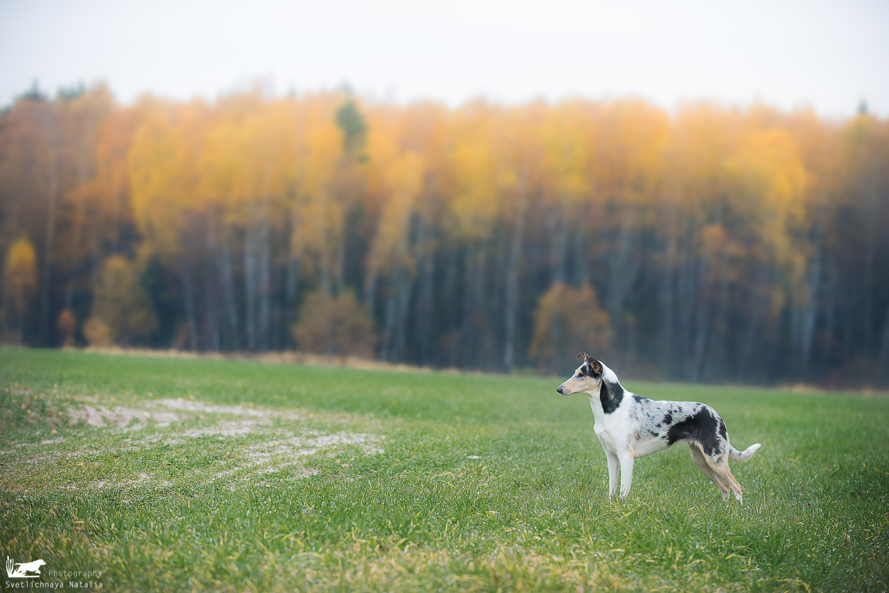 Гладкошерстная колли Саюри. Фотограф-анималист Наталья Светличная