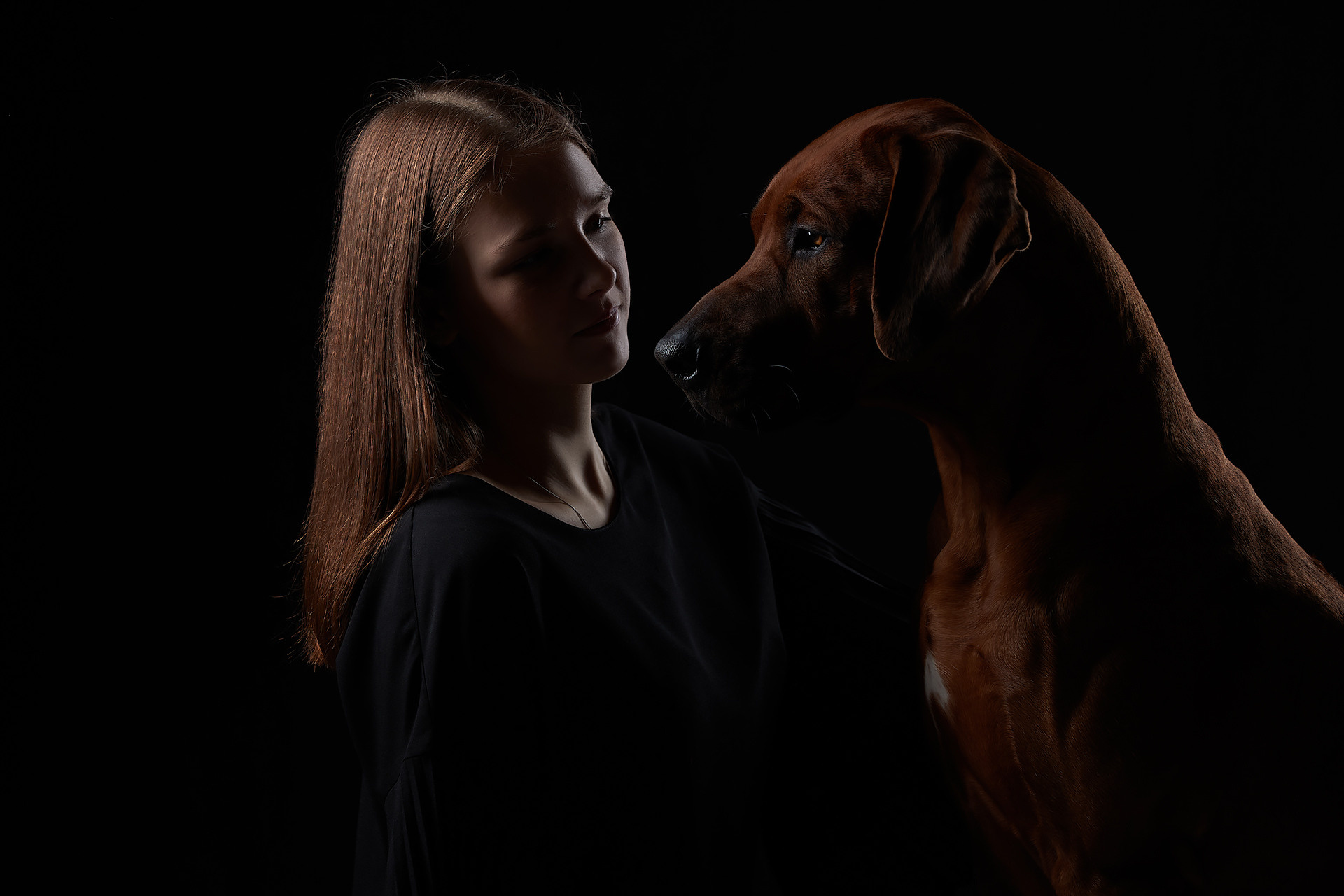 Фотографии родезийского риджбека Adhamas Geni Nala (Алана). Rhodesian ridgeback Adhamas Geni Nala