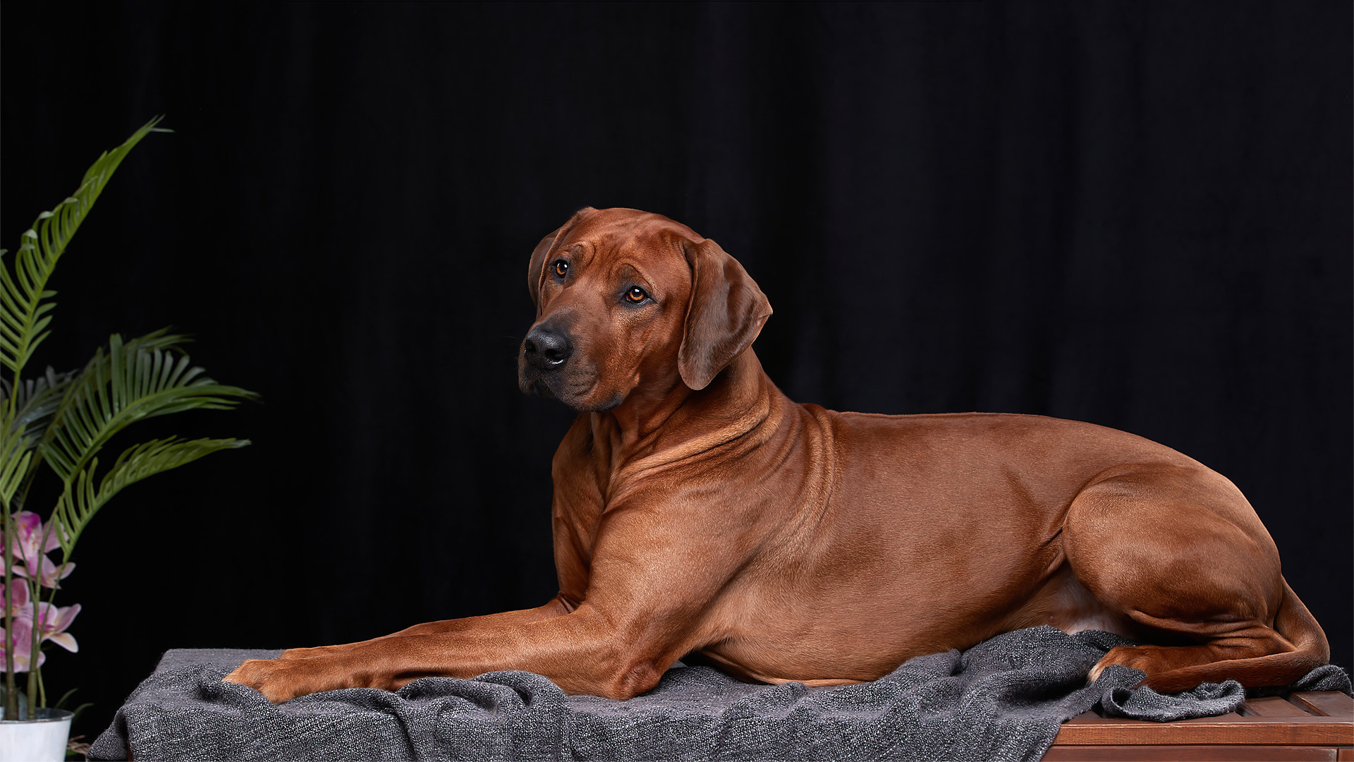 Фотографии родезийского риджбека Adhamas Geni Nala (Алана). Rhodesian ridgeback Adhamas Geni Nala