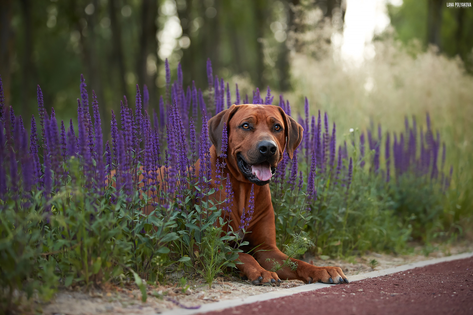 Фотографии родезийского риджбека Adhamas Geni Nala (Алана). Rhodesian ridgeback Adhamas Geni Nala