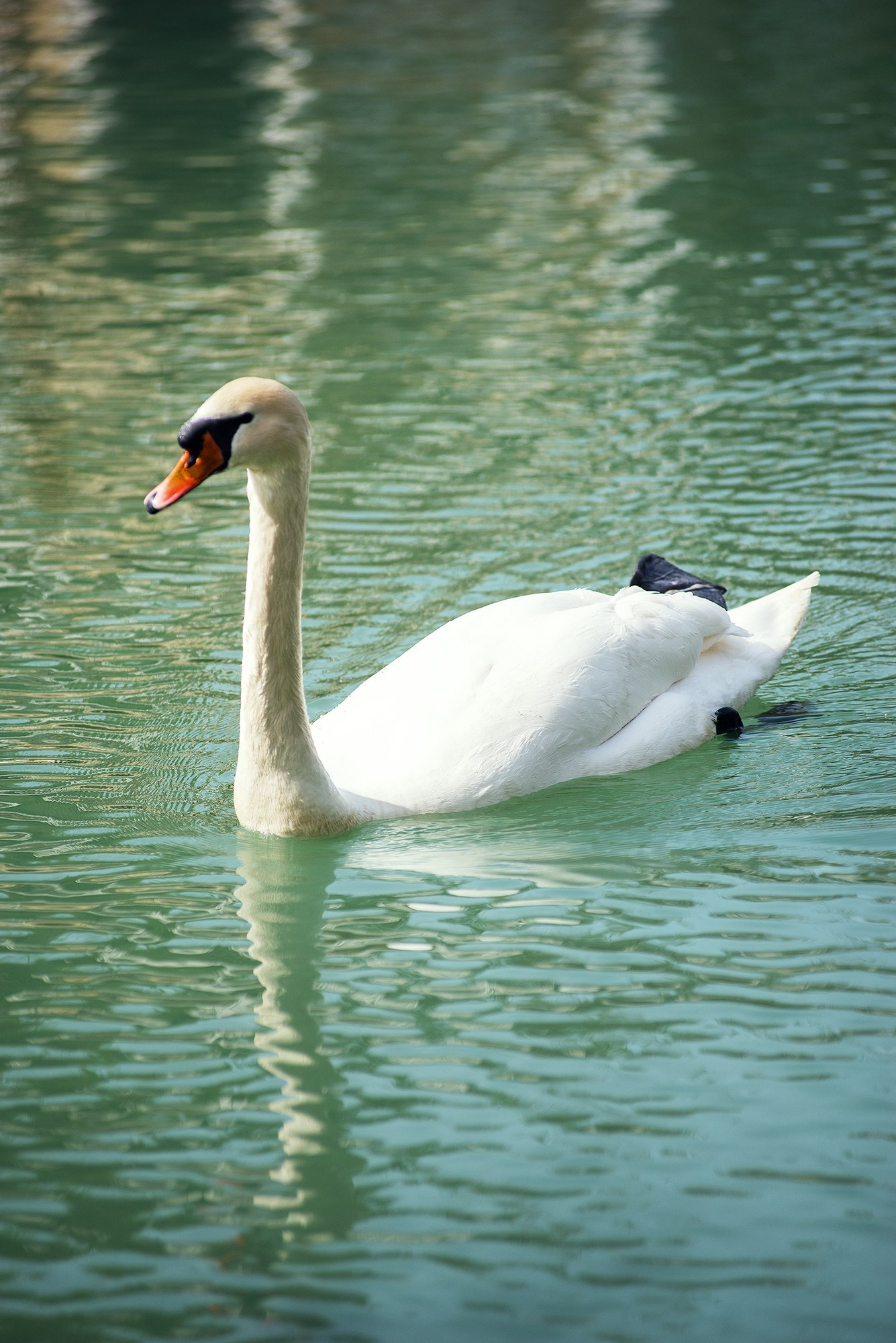 Парк в Адлере «Южные культуры». Фотограф в Адлере, Сириусе, Красной Поляне — лавстори, семейные и индивидуальные фотосессии