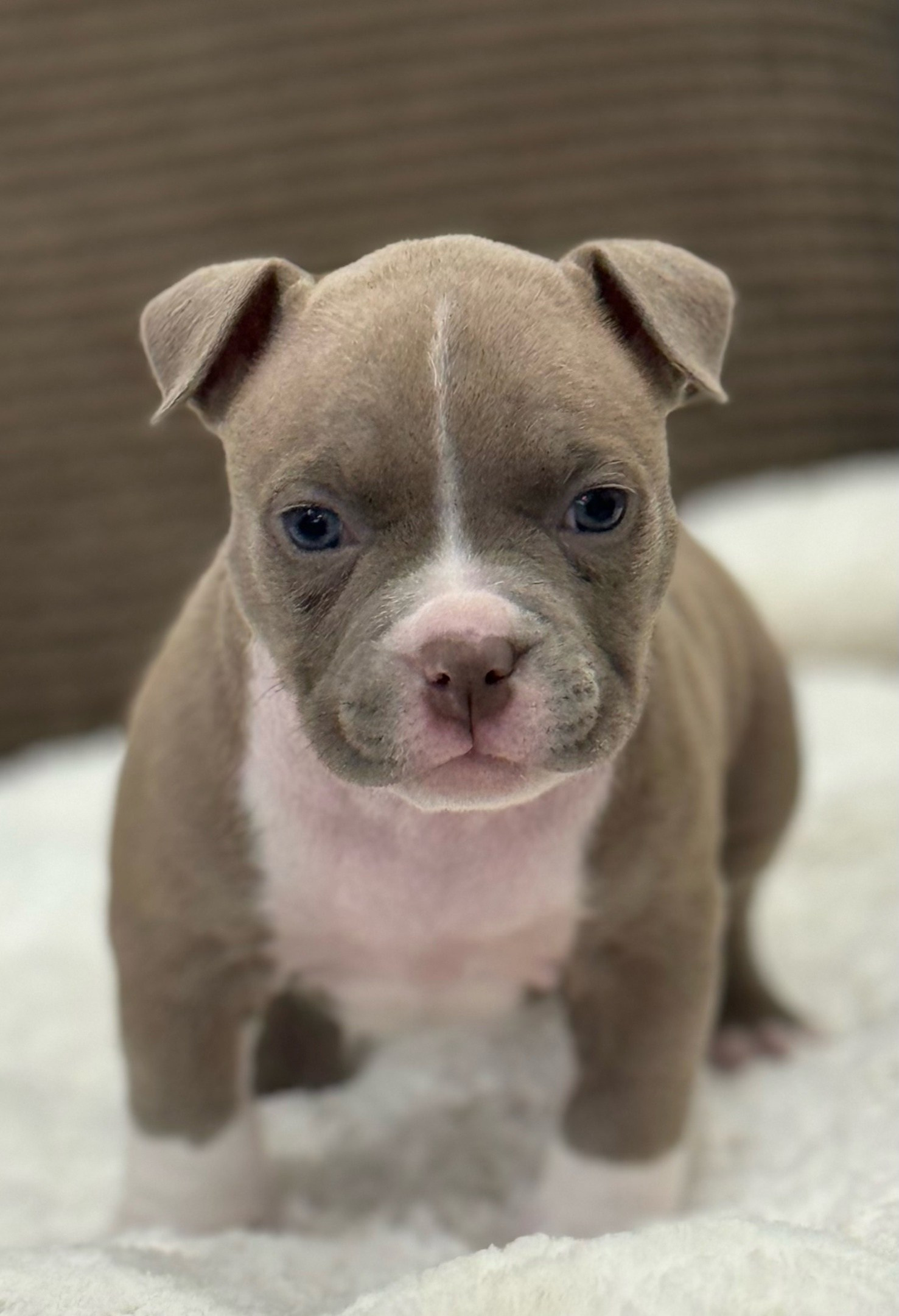 официальный питомник American Bully в Новосибирске 