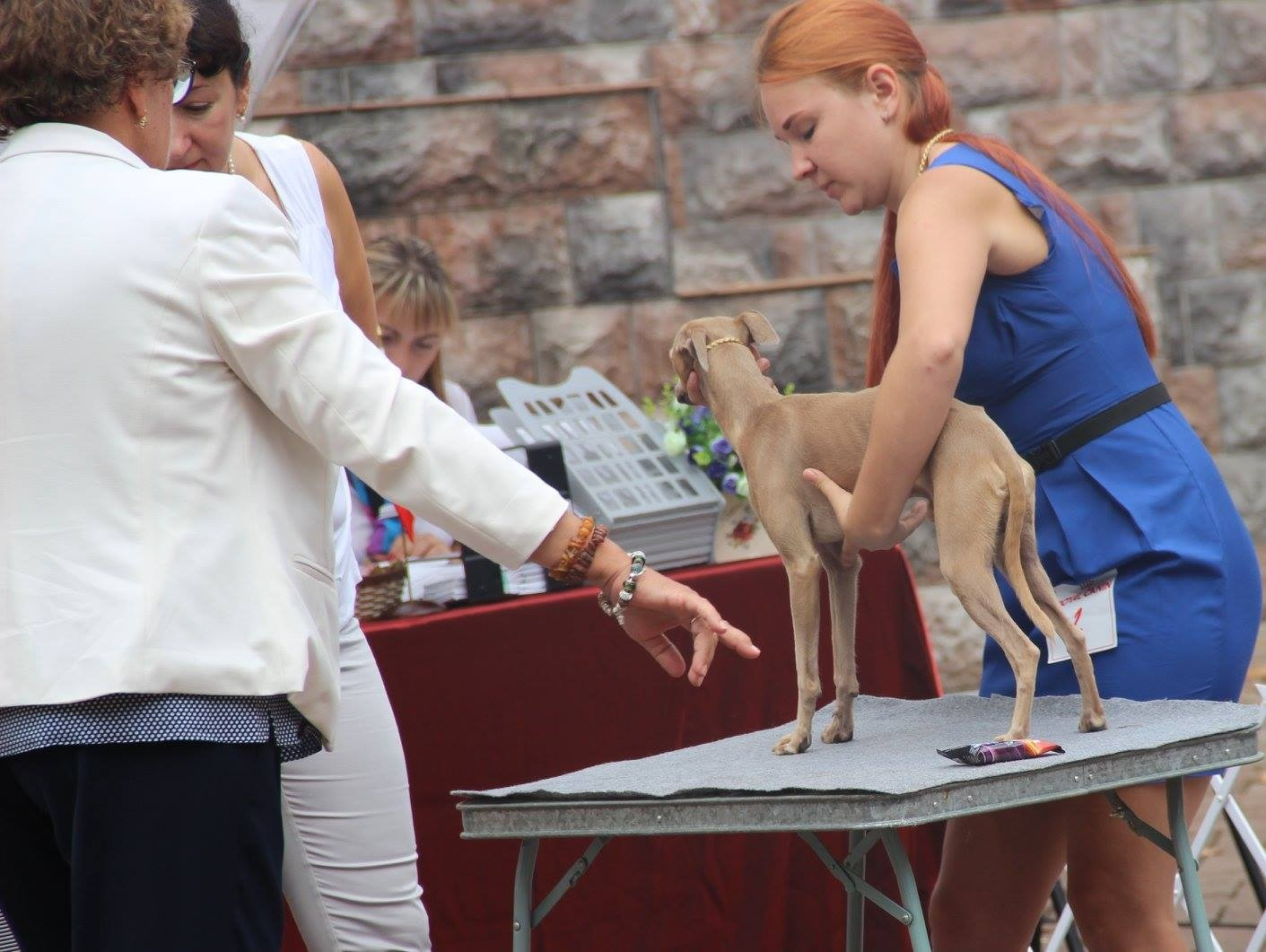 Организация монопородной выставки. Профессиональный питомник левреток РКФ/FCI ASTI SAPPHIRE 💎 Сочи|Санкт-Петербург