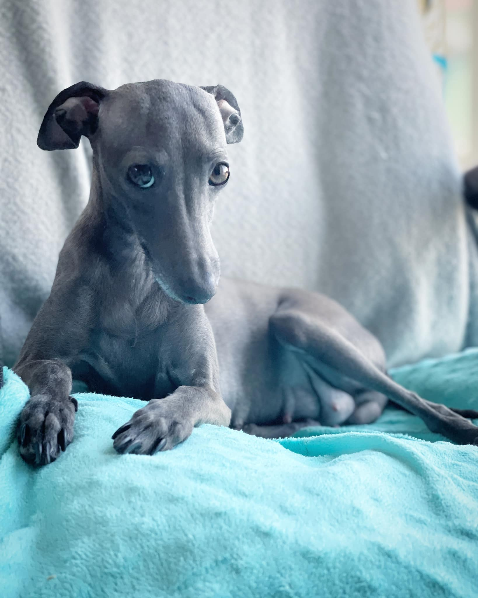 Весенние крошки. Профессиональный питомник левреток РКФ/FCI ASTI SAPPHIRE 💎 Сочи|Санкт-Петербург