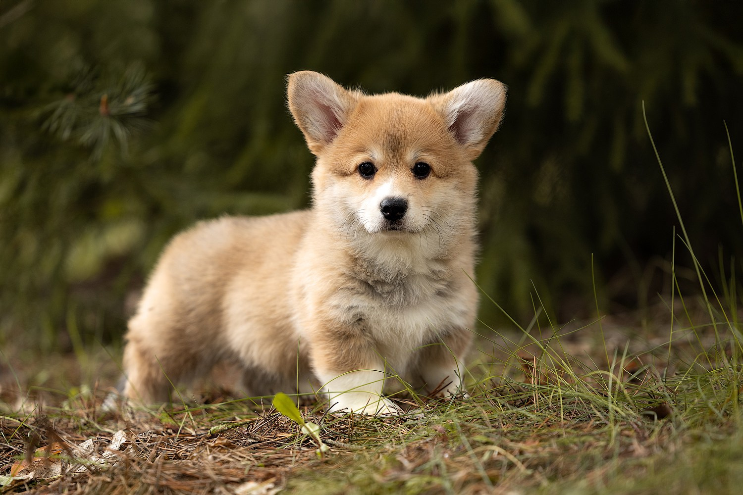 Фотограф-анималист и бренд-фотограф в Москве | Фотография собак, людей, бизнес-портрет