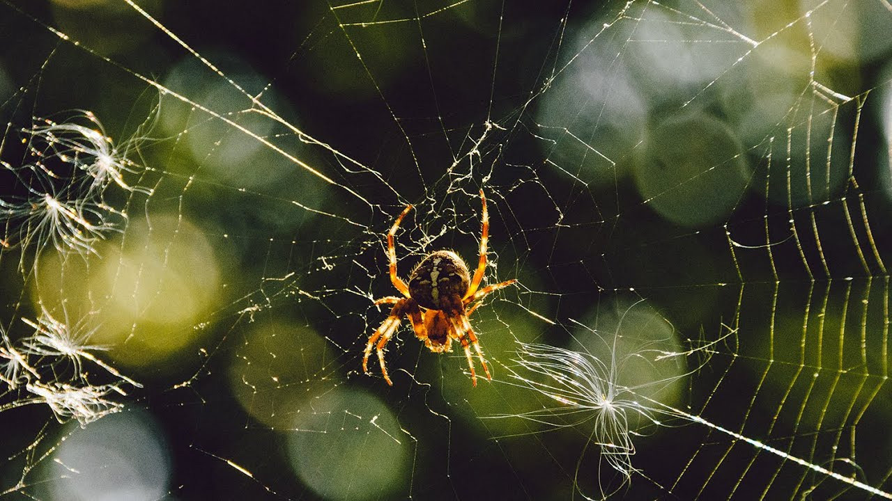 МОИ ВИДЕО. Семейный, Детский, Репортажный фотограф в Санкт-Петербурге Погодина Лю