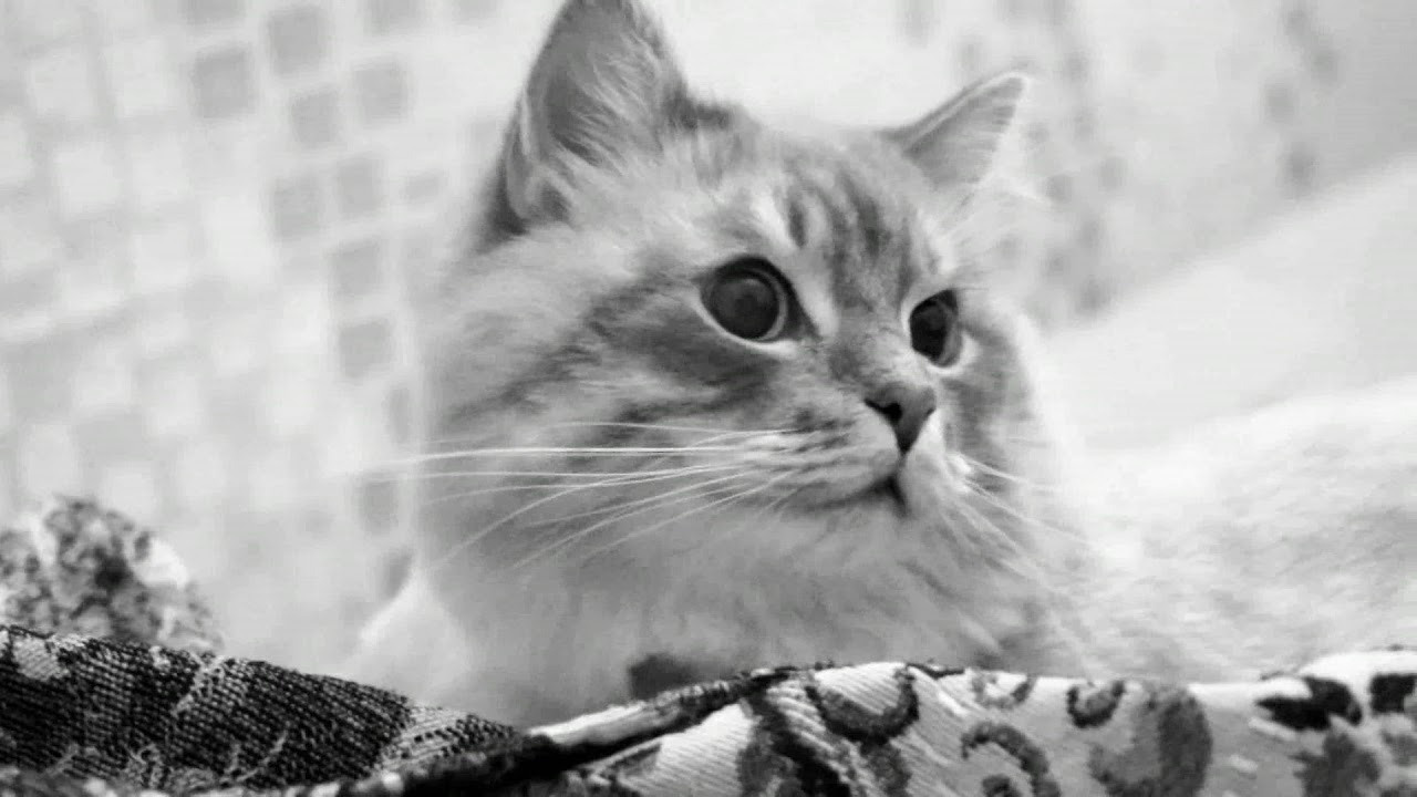 МОИ ВИДЕО. Семейный, Детский, Репортажный фотограф в Санкт-Петербурге Погодина Лю