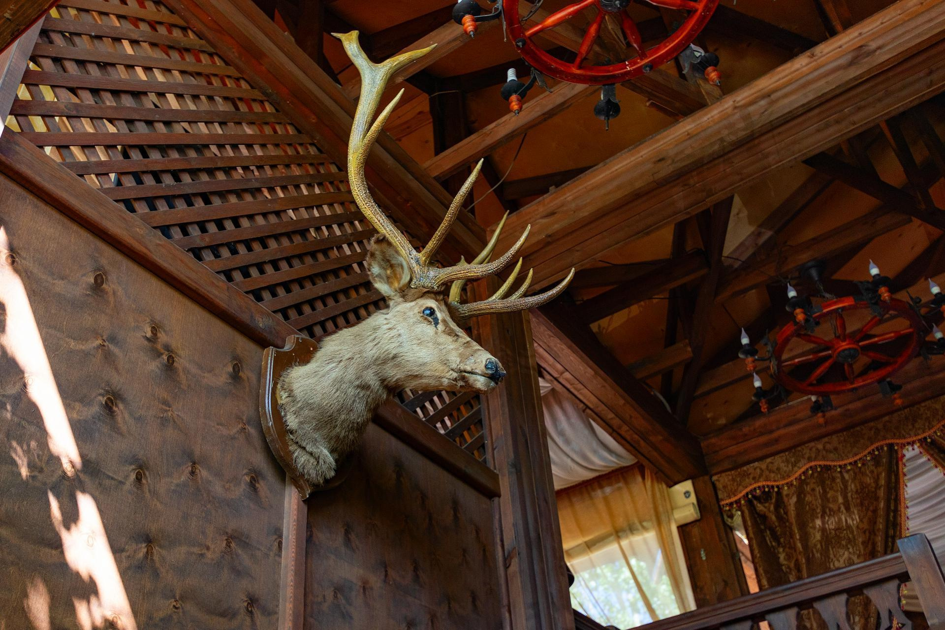 Интерьер кафе «Дача Саахова»