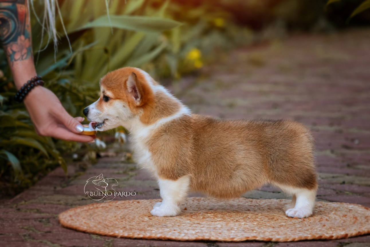 Щенки вельш корги пемброк из питомника. Питомник собак Акита, Хаски, Корги