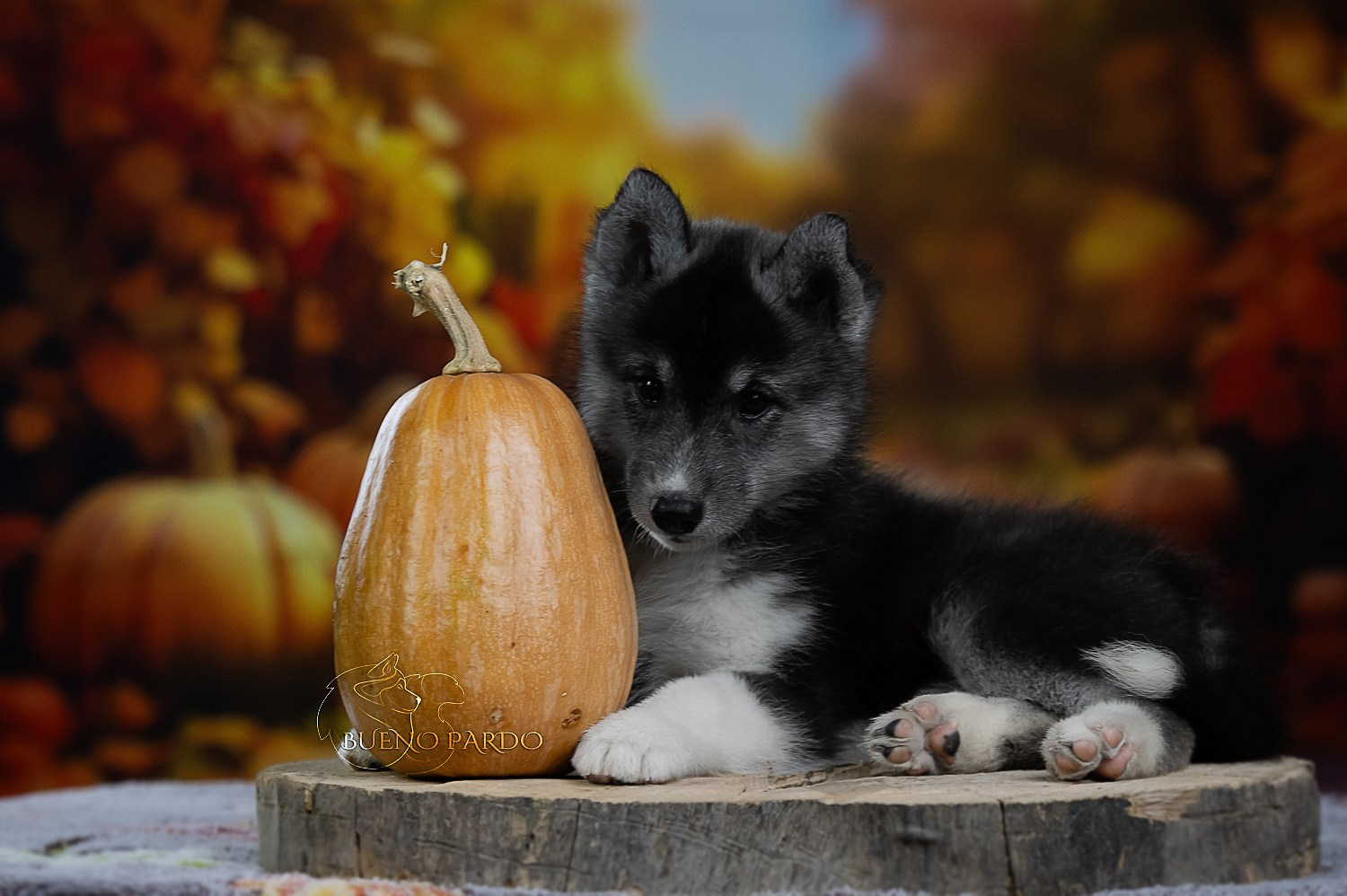 Щенки сибирского хаски из питомника. Питомник собак Акита, Хаски, Корги