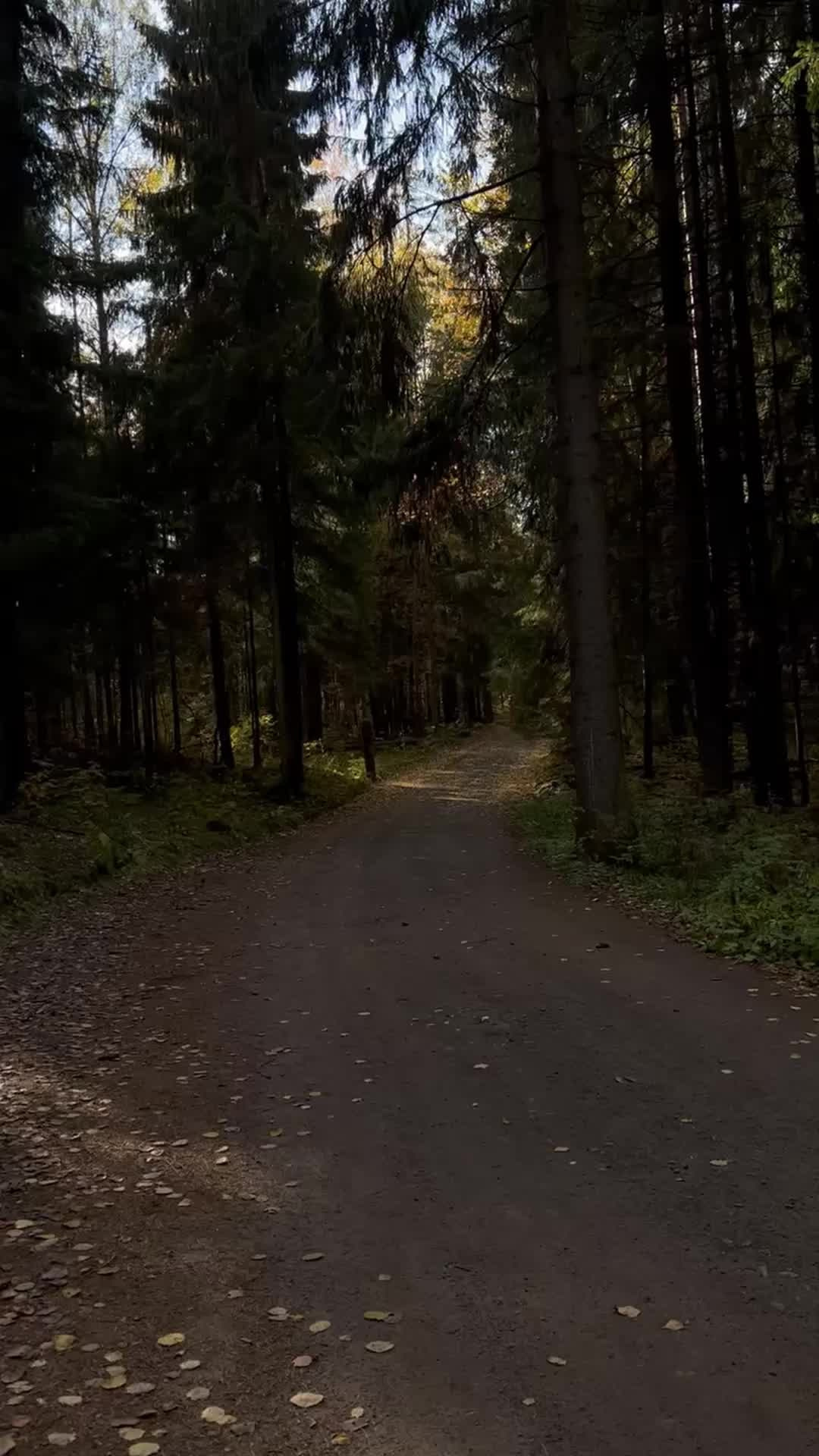 Все пресеты VN | Эффект плёнки. Кинематографичный фотограф, видеограф Лина Плешакова, Санкт-Петербург
