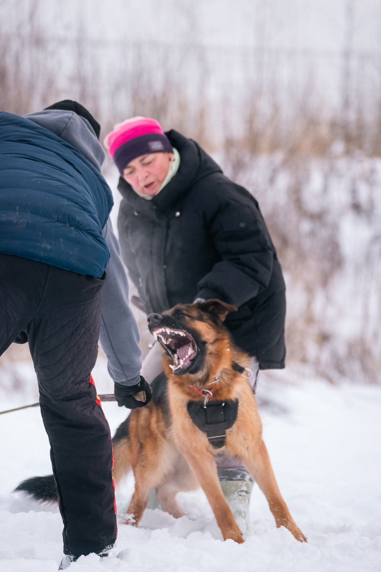 Репортажная съемка. Фотограф-анималист Нижний Новгород