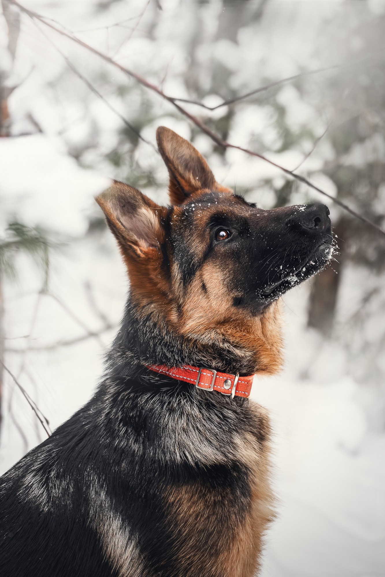 Собаки. Фотограф-анималист Нижний Новгород