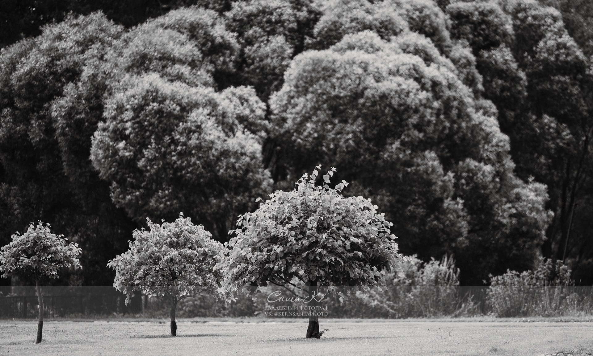 Предсвадебная фотосессия К&E в Ботаническом саду | Фотограф Новосибирск. Свадебный, семейный и event фотограф в Новосибирске и Новосибирской области Саша Кё
