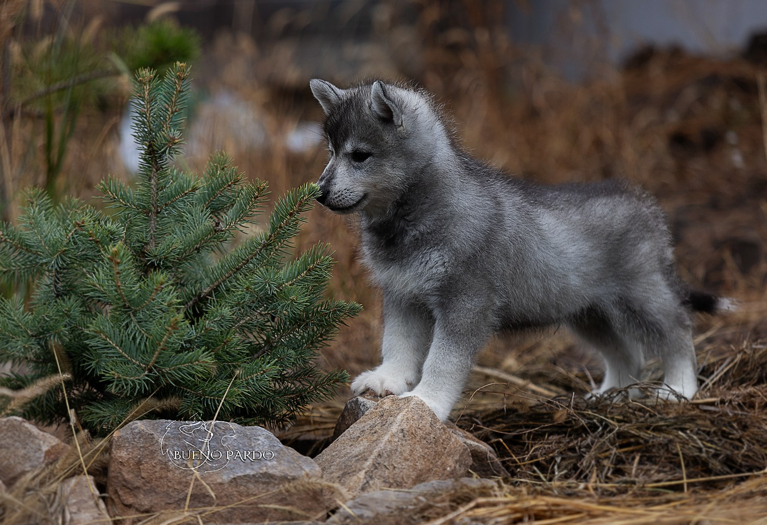 Щенки сибирского хаски из питомника. Питомник собак Акита, Хаски, Корги