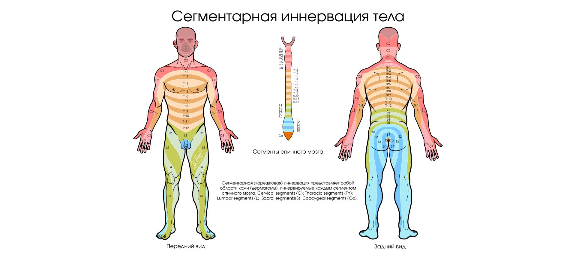 Научная и медицинская иллюстрация | Константин Рассказов — Медицинский иллюстратор