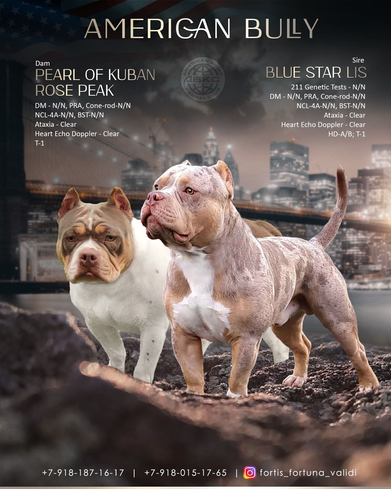 ROSE PEAK и LIS, презентация американских булли 