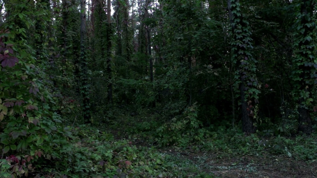 Природоведение. «ФотоСинтез»