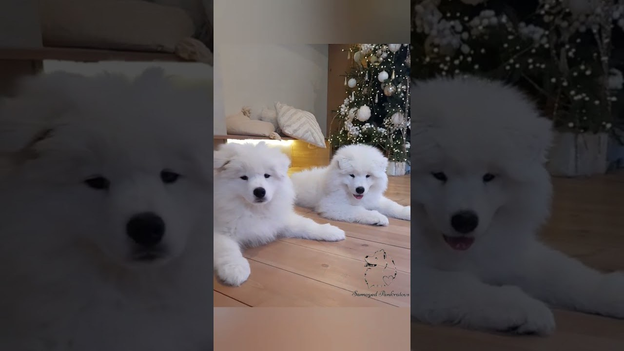 Помет «Р» 04.10.2023 д. р. Самоед Новосибирск