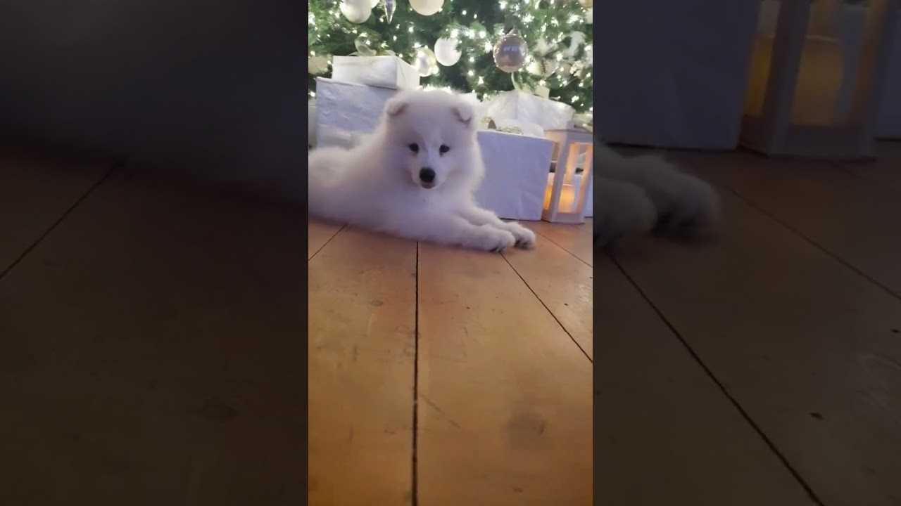 Помет «Р» 04.10.2023 д. р. Самоед Новосибирск