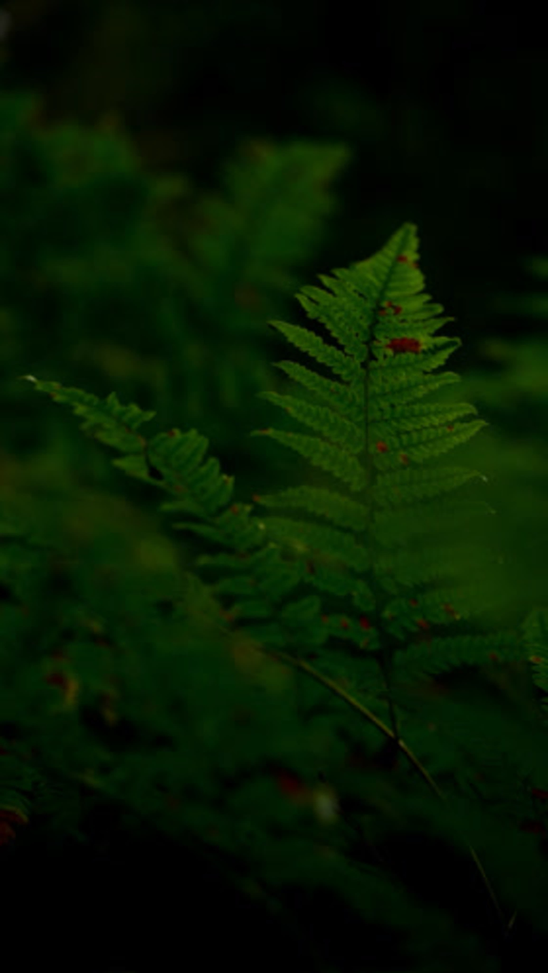 Видеосъемка. Юля Дэй • Фотограф, Санкт-Петербург