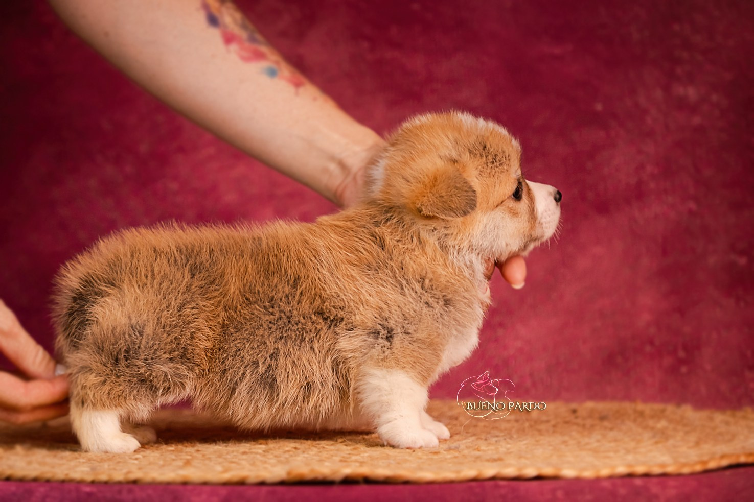 Щенки вельш корги пемброк из питомника. Питомник собак Акита, Хаски, Корги