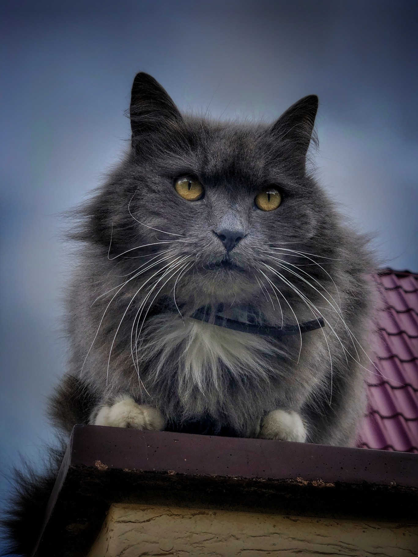 Крупный серый кот с жёлтыми глазами сидит на заборе