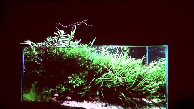 Видео. Аквариумист Максим Ерёмин