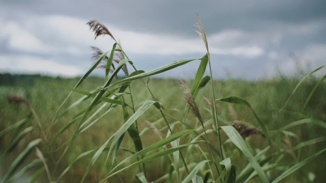 Свадебное видео портфолио Вологда видеограф. Видеограф Сергей Болотов