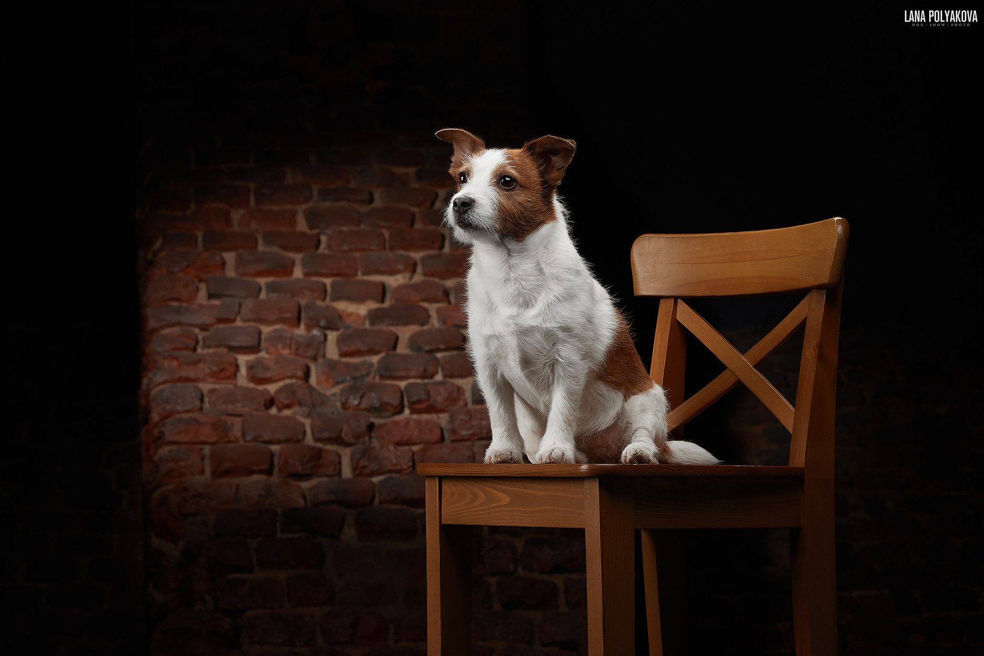 Студийная фотосъемка собак. ФОТОГРАФ-АНИМАЛИСТ l LANA POLYAKOVA