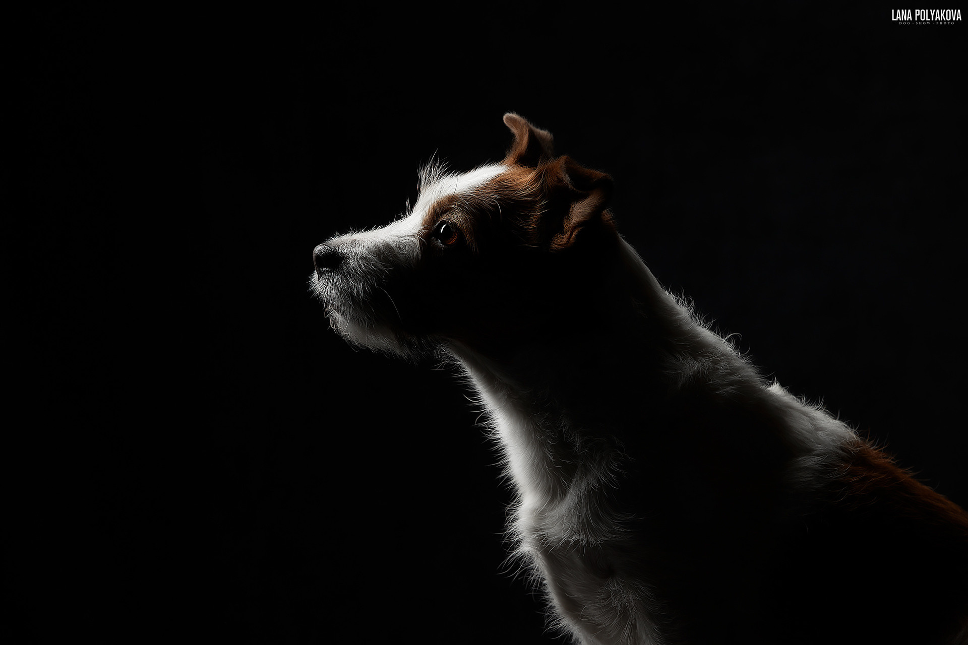 Студийная фотосъемка собак. ФОТОГРАФ-АНИМАЛИСТ l LANA POLYAKOVA