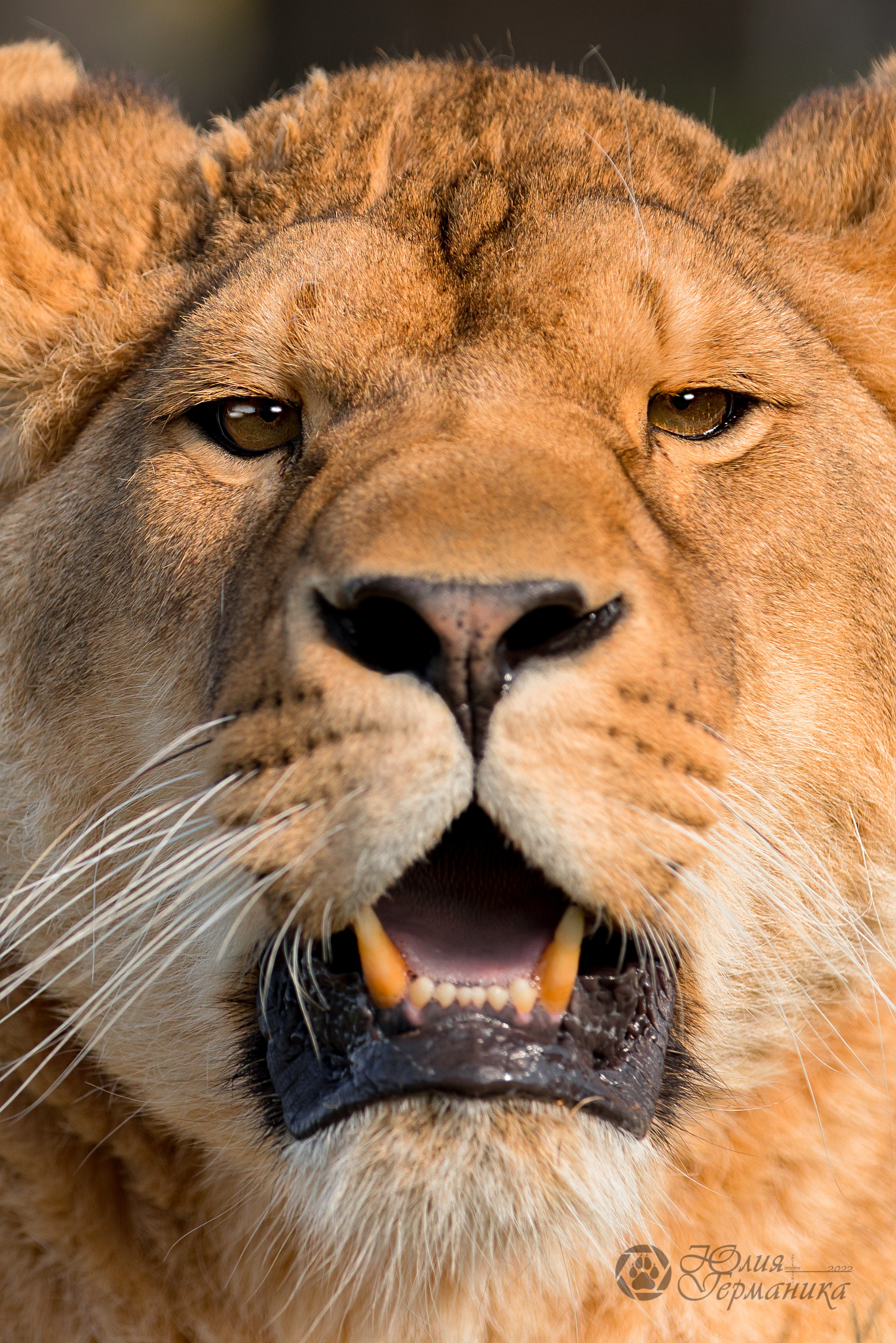 Герда(львица)