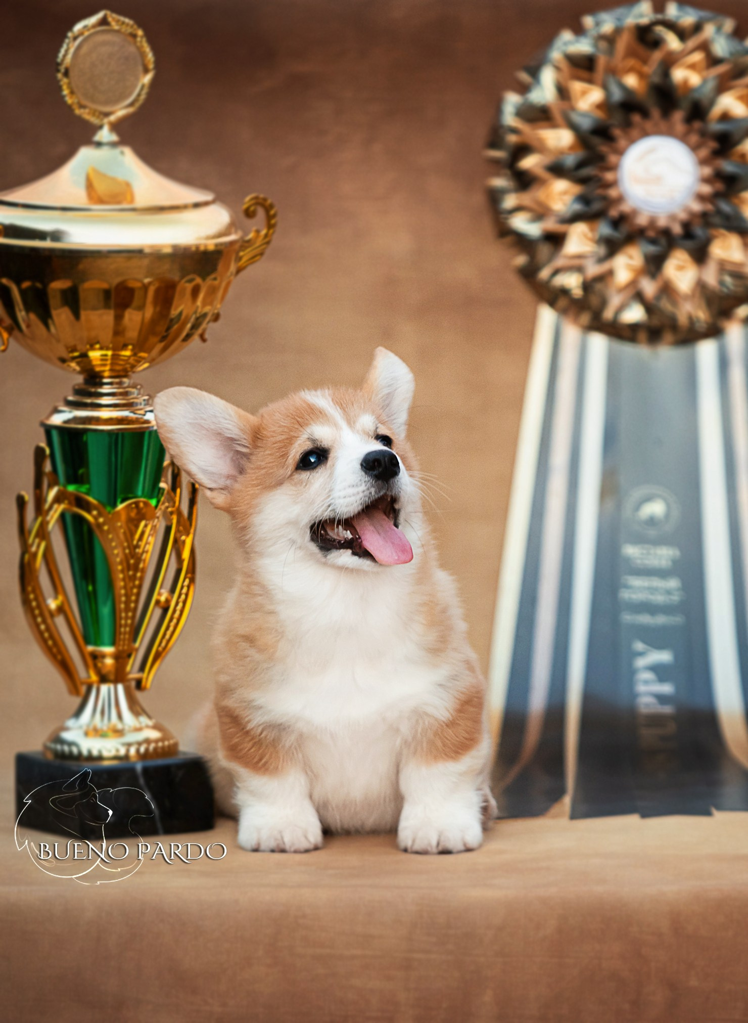 Щенки вельш корги пемброк из питомника. Питомник собак Акита, Хаски, Корги