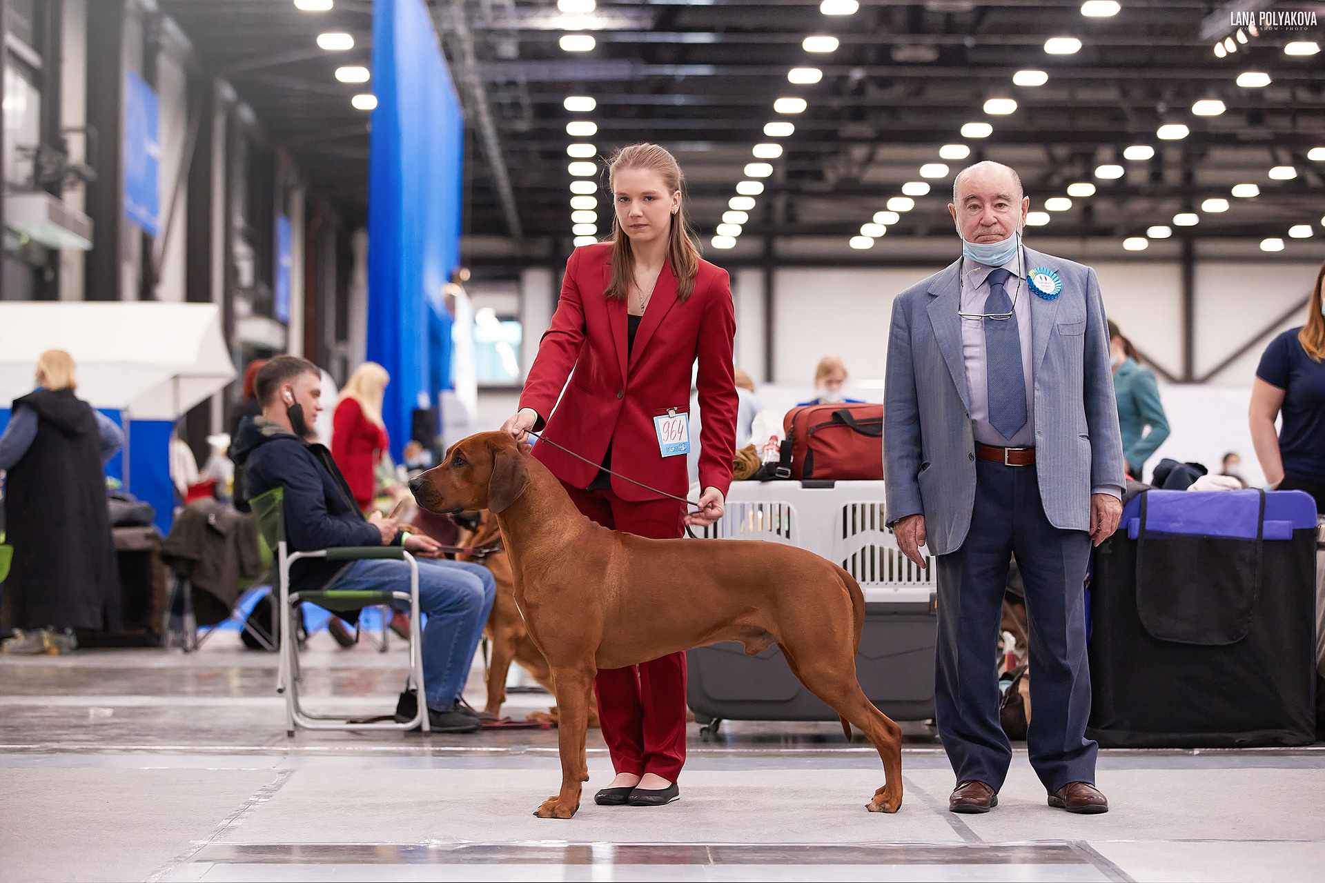 Фотографии родезийского риджбека Adhamas Geni Nala (Алана). Rhodesian ridgeback Adhamas Geni Nala
