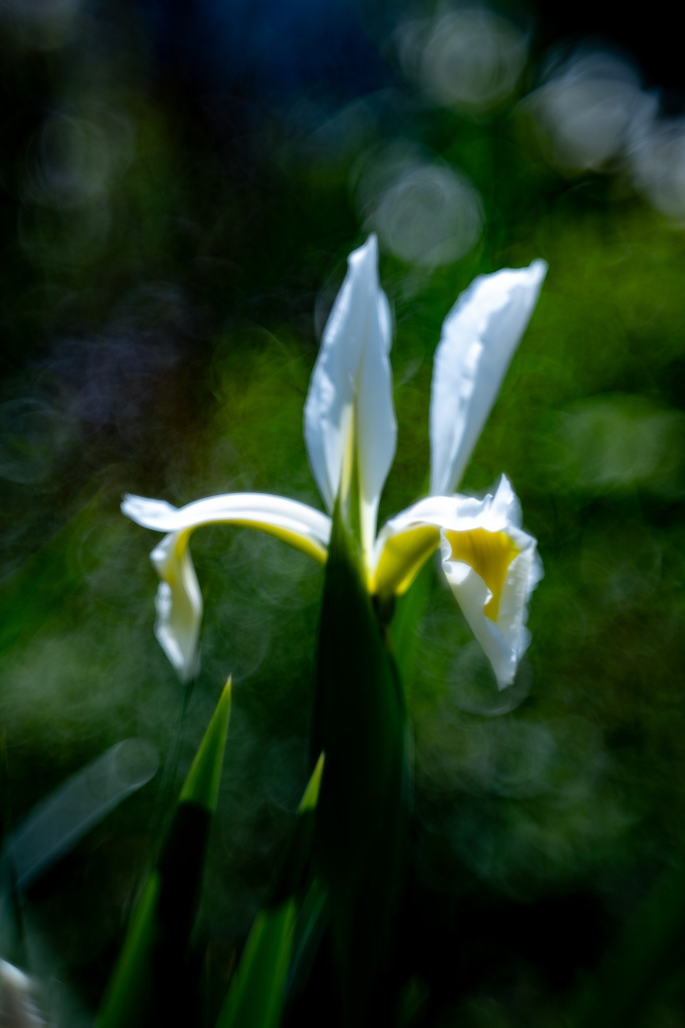 Макросъемка цветов. Профессиональная фотосъемка. Ростов-на-Дону