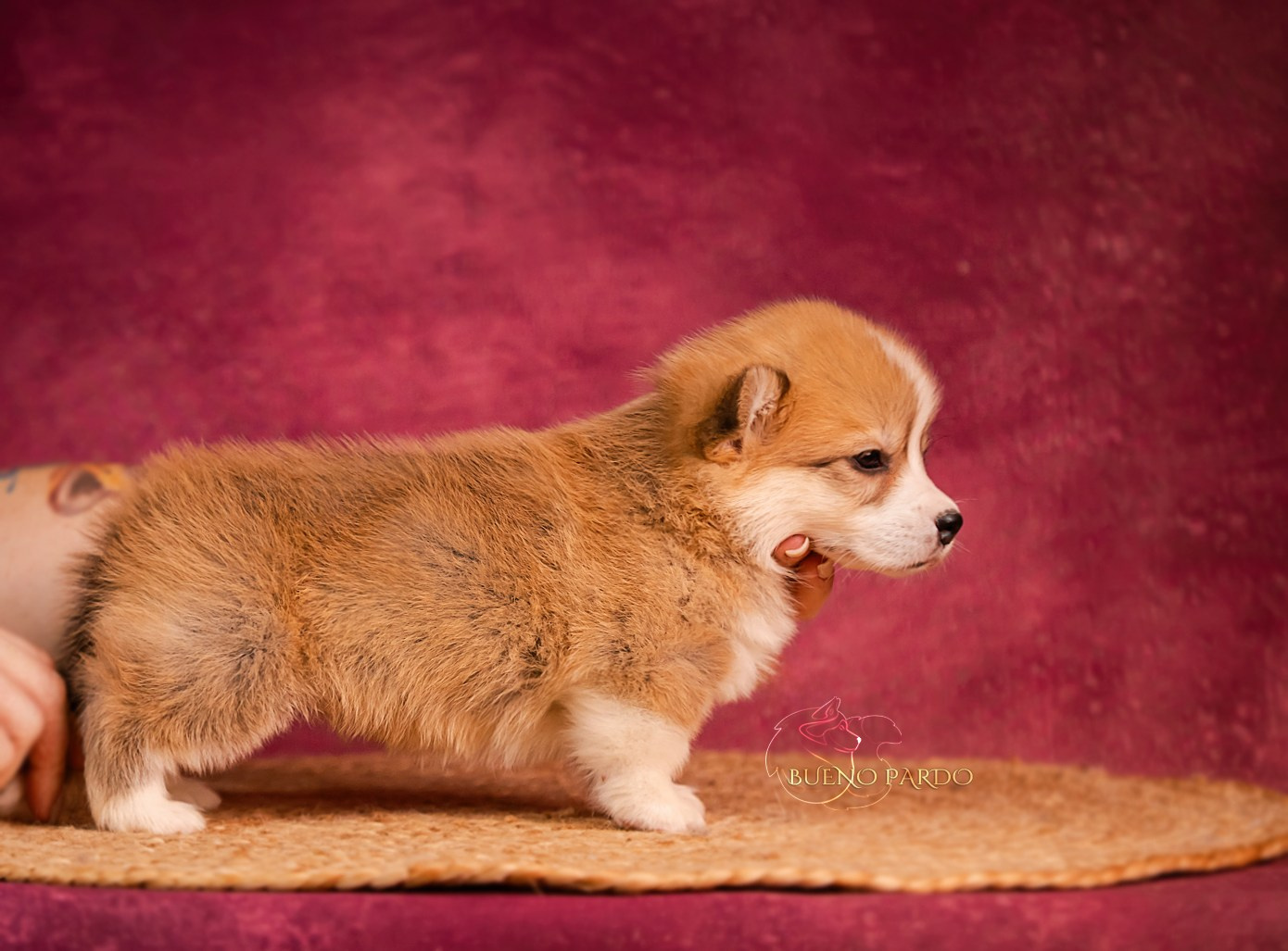 Щенки вельш корги пемброк из питомника. Питомник собак Акита, Хаски, Корги
