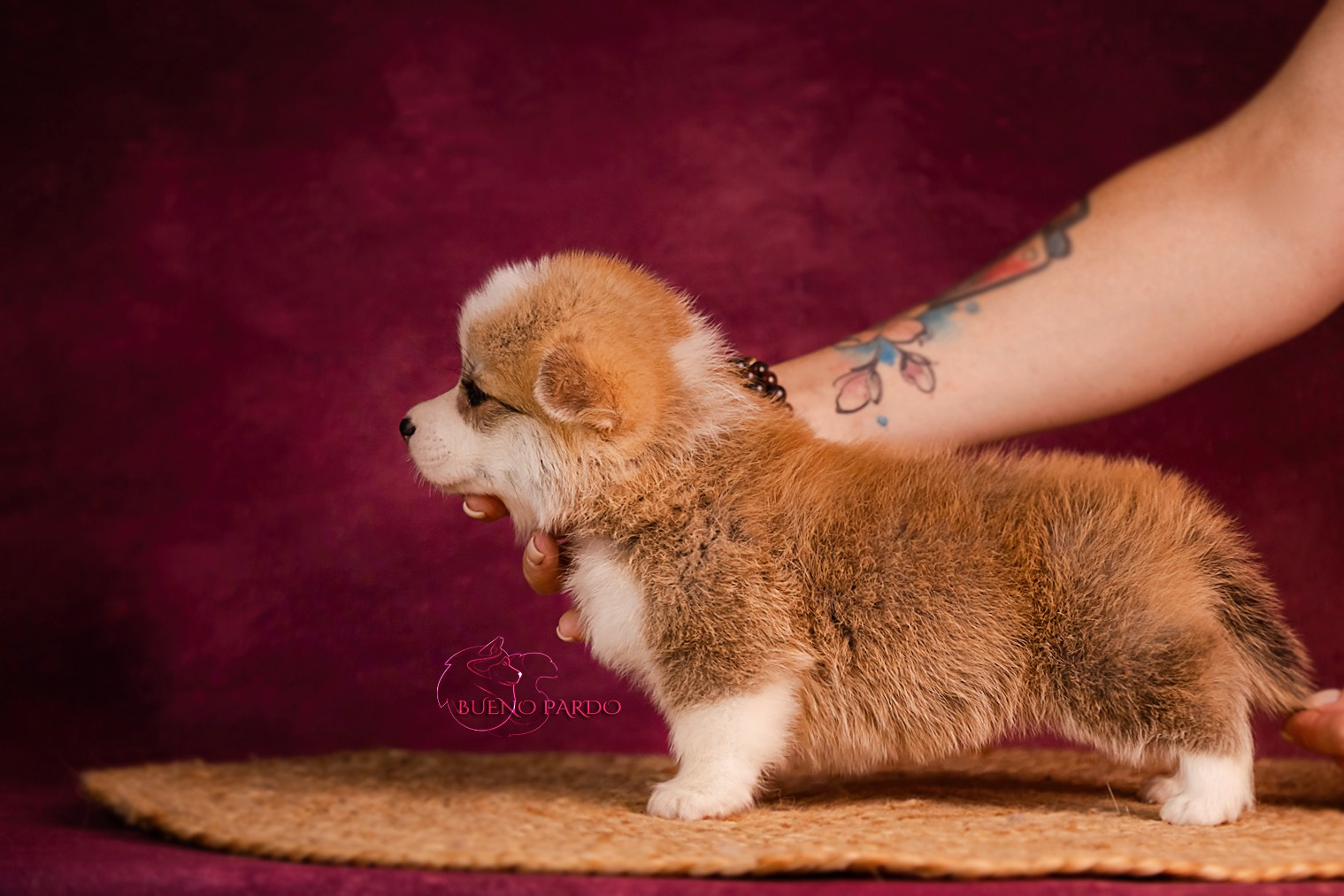 Щенки вельш корги пемброк из питомника. Питомник собак Акита, Хаски, Корги