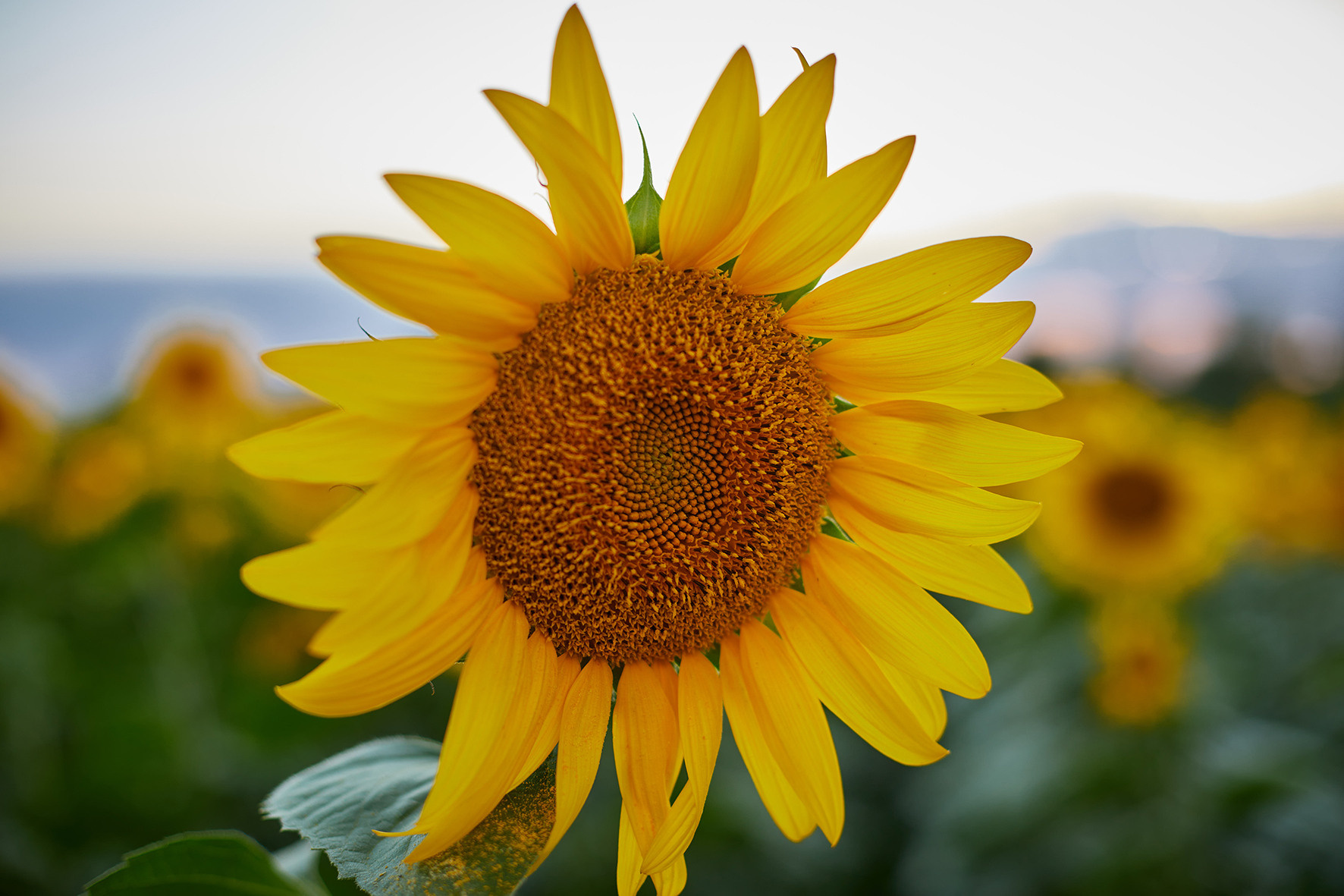 «В подсолнухах». Свадебный и креативный фотограф в ЮФО и МСК