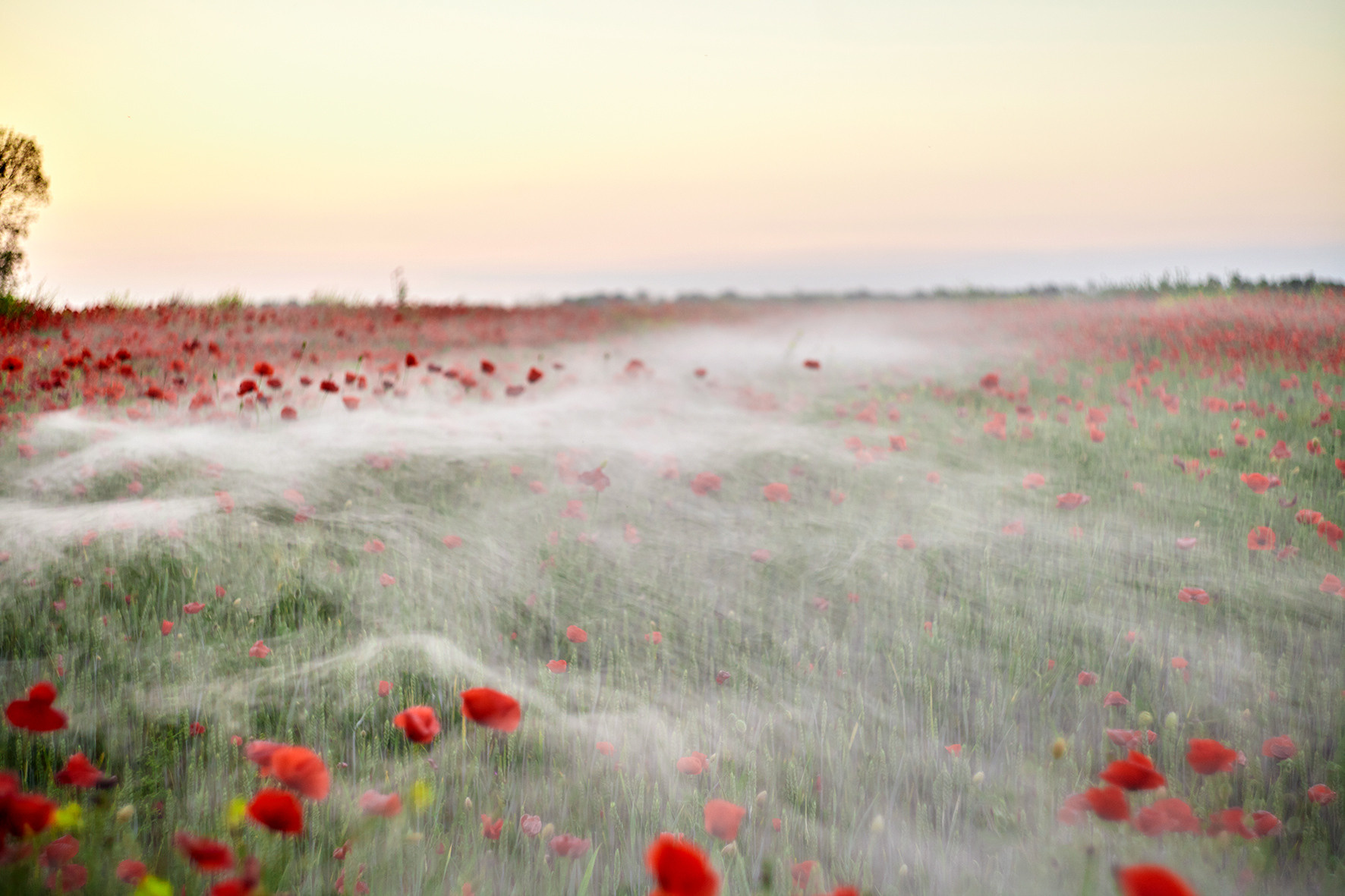 «Ангел в маках». Свадебный и креативный фотограф в ЮФО и МСК