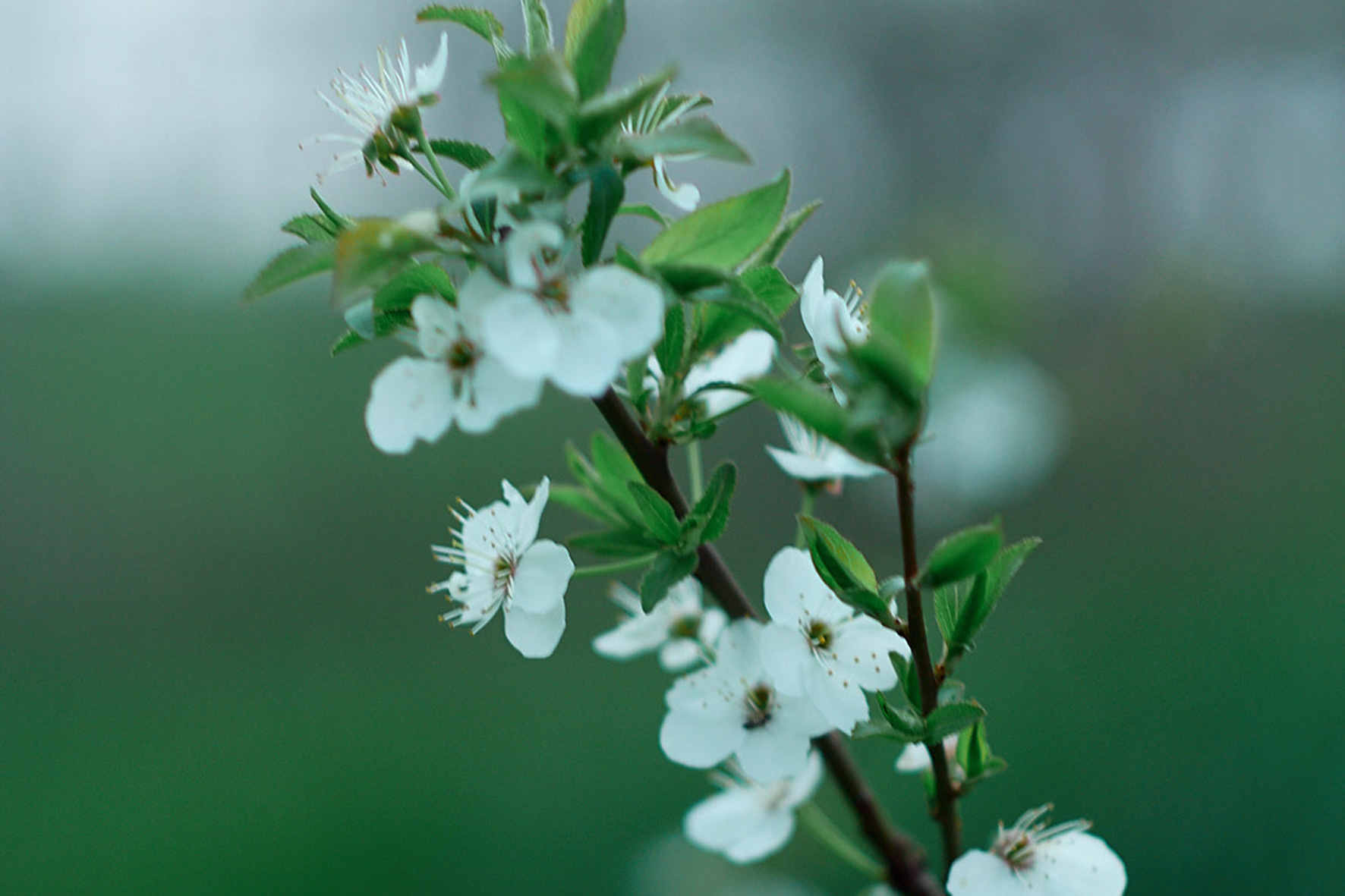 «Ирина в цветущей сливе». Свадебный и креативный фотограф в ЮФО и МСК