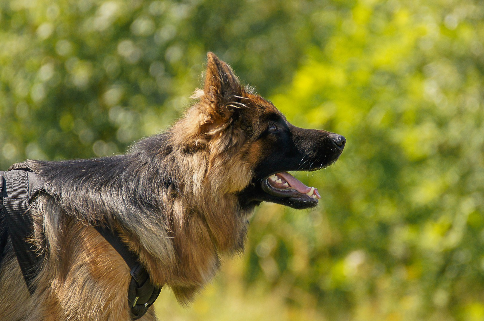 Репортажная съемка. Фотограф-анималист Нижний Новгород