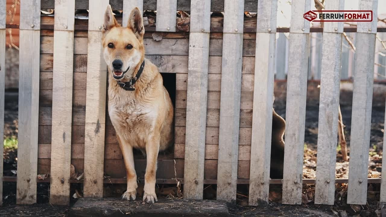 Реклама. Видеограф Денис Яковлев
