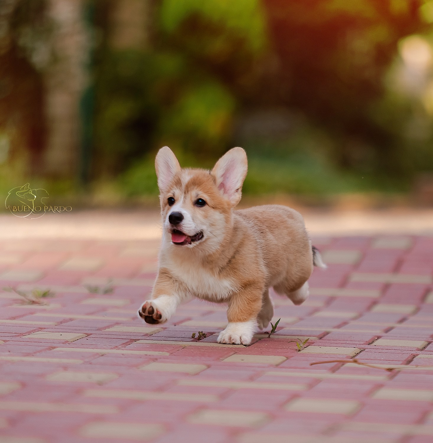 Щенки вельш корги пемброк из питомника. Питомник собак Акита, Хаски, Корги