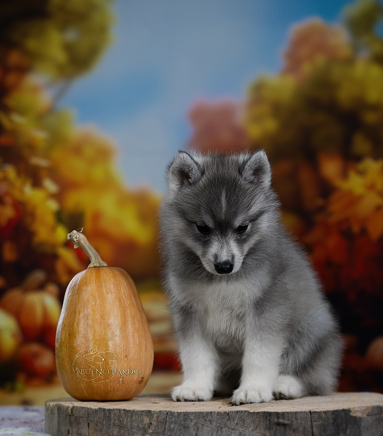 Щенки сибирского хаски из питомника. Питомник собак Акита, Хаски, Корги