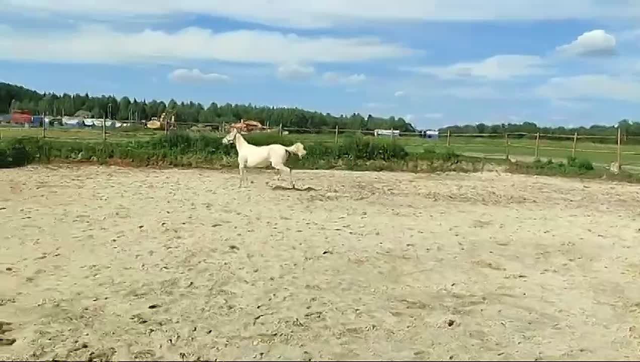 Перли Дере. Продажа ахалтекинских и полукровных лошадей