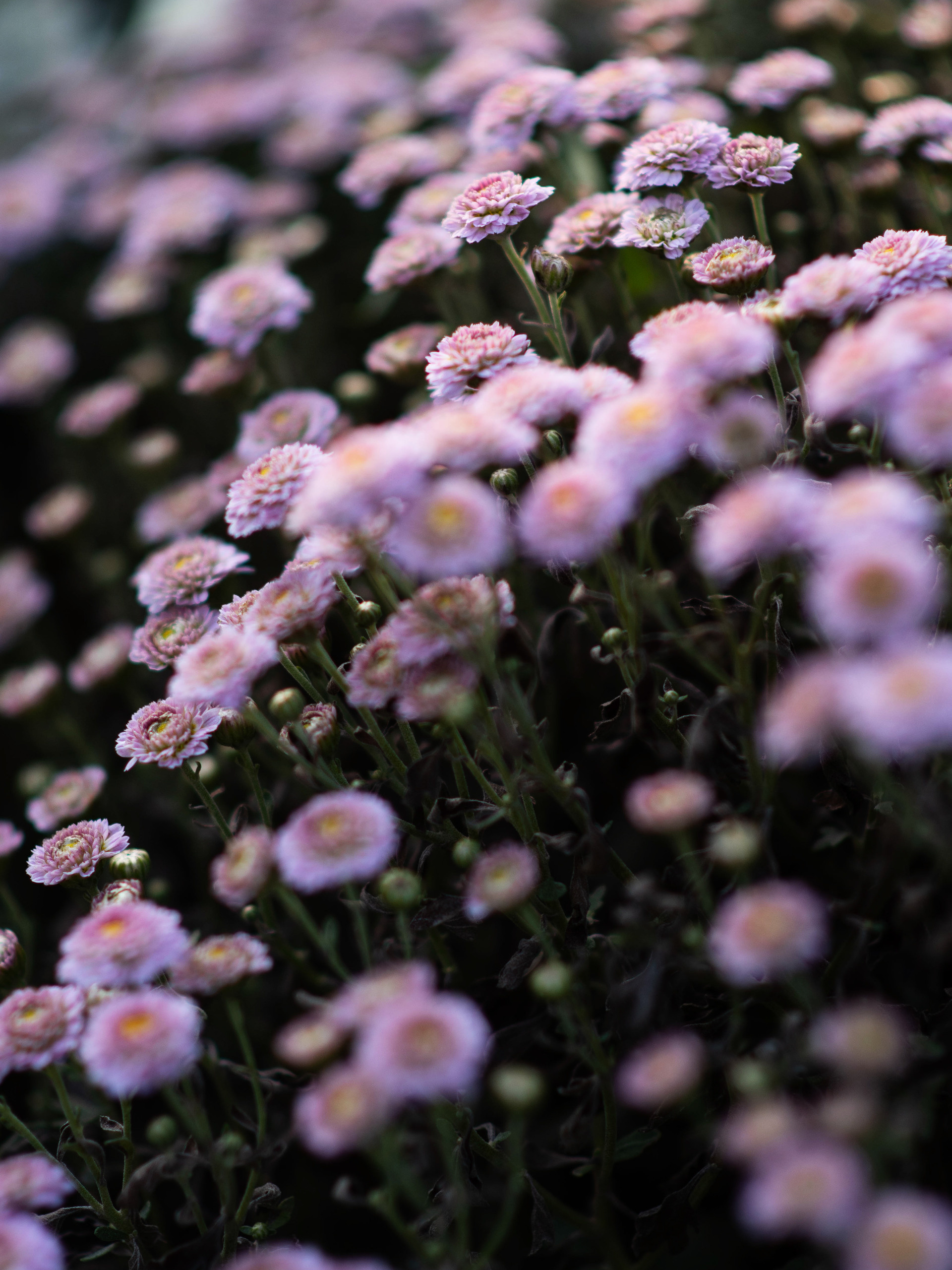 Хризантемы. Фотограф в Москве, Оксана Ребристая